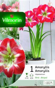 Amaryllis Hippeastrum Strié (x1)